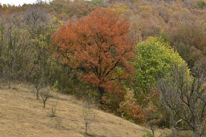 Ghidului  solicitantului pentru accesarea schemei de ajutor de stat „Sprijin pentru prima împădurire şi crearea de suprafeţe împădurite”, aferentă Măsurii 8