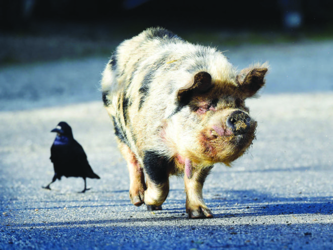 E greu să fii PORC în România!