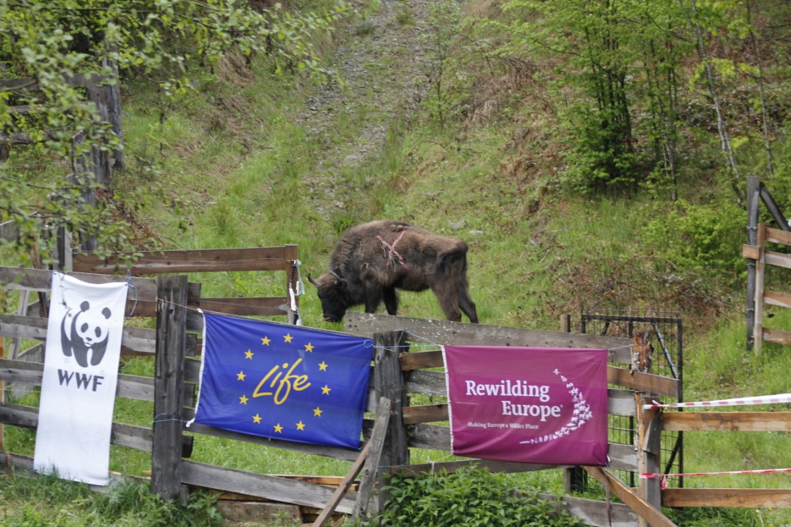 Selecție genetică de top pentru zimbrii liberi din Banatul Montan