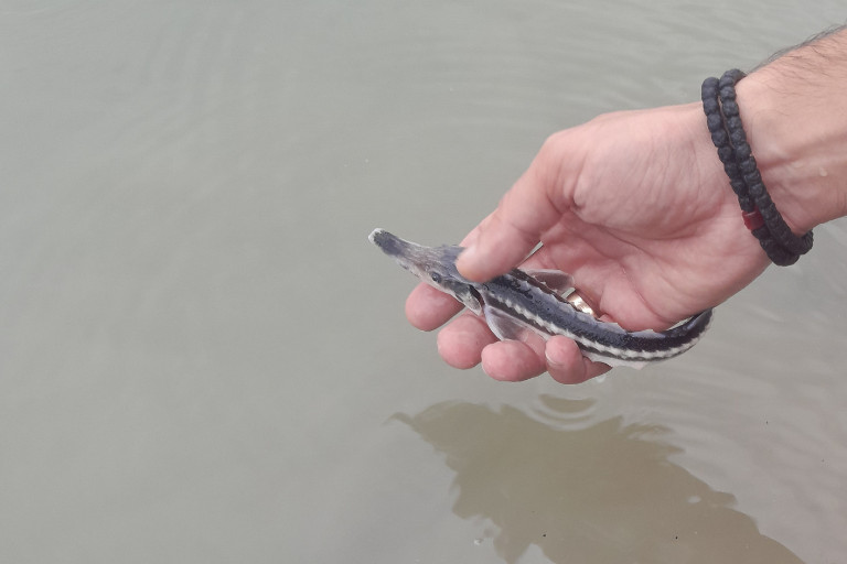 370 de pui de nisetru și 940 de pui de păstrugă și-au pornit azi călătoria în Dunăre