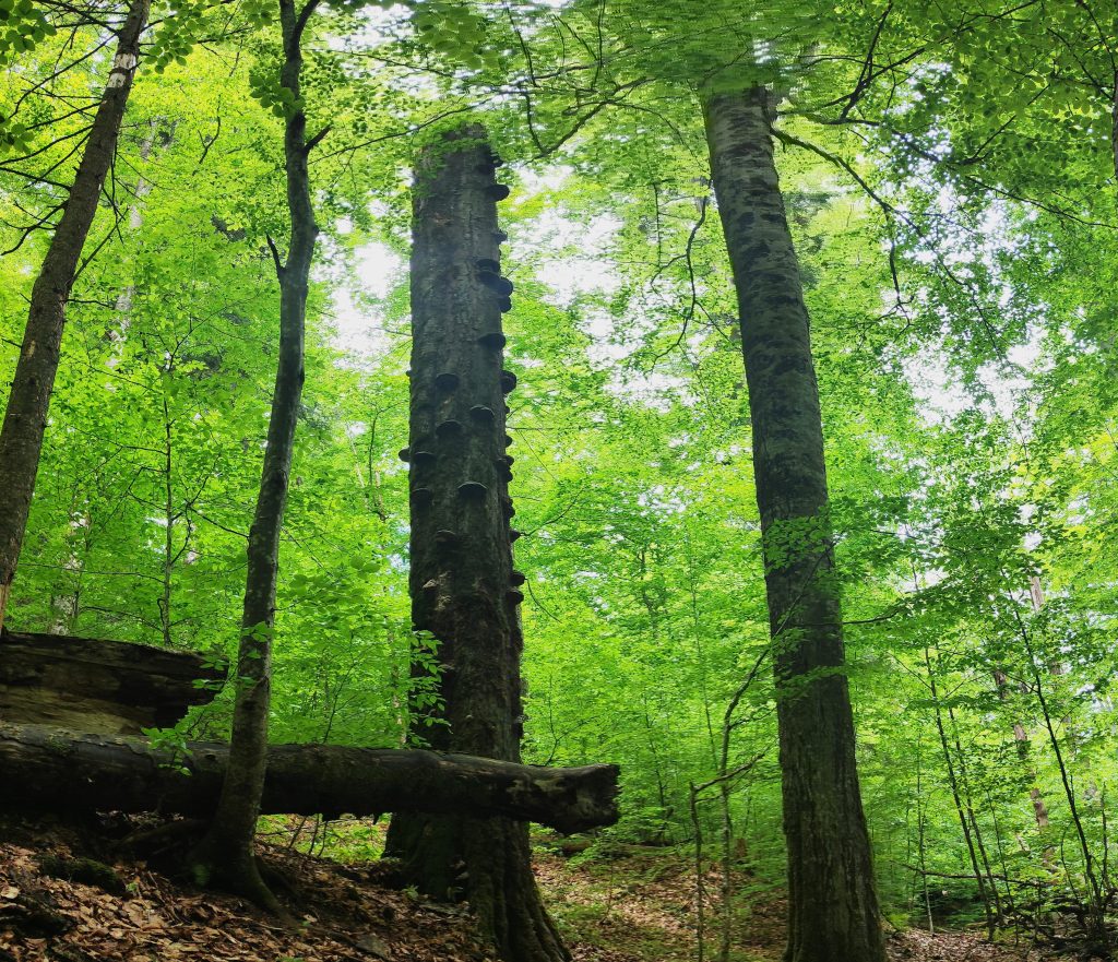 Pădurile multiseculare de la Băiuț, propuse pentru primul traseu de terapie forestieră și pentru statutul de „Zonă Albastră”