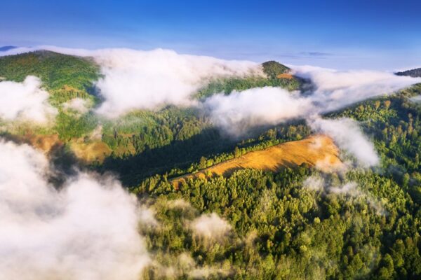 Pădurile pilon central al viitorului investițiilor verzi în Europa